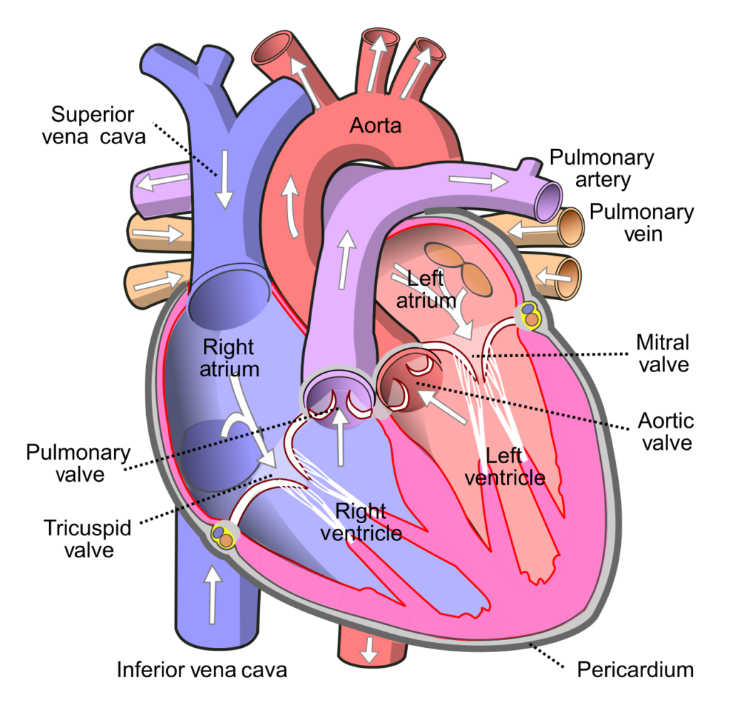 Human heart