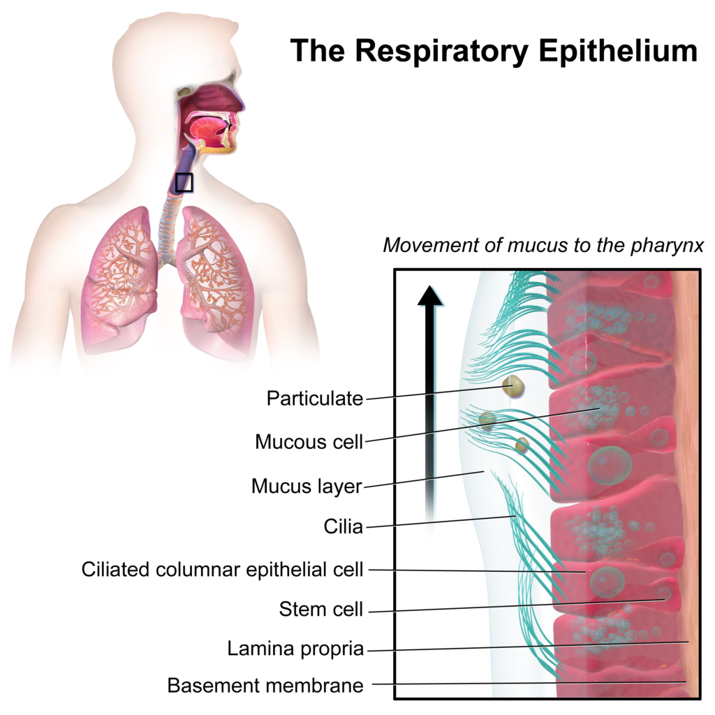 Respiratory Membrane