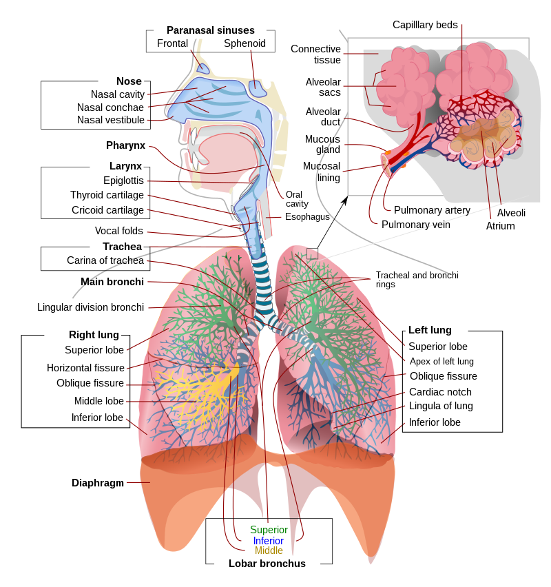 Respiratory Membrane