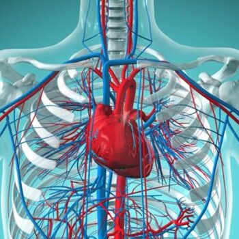 cardiovascular system