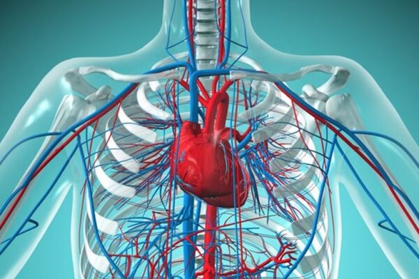 cardiovascular system