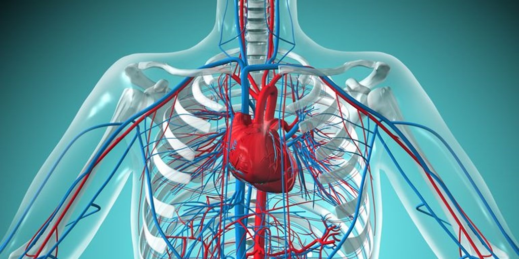 cardiovascular system