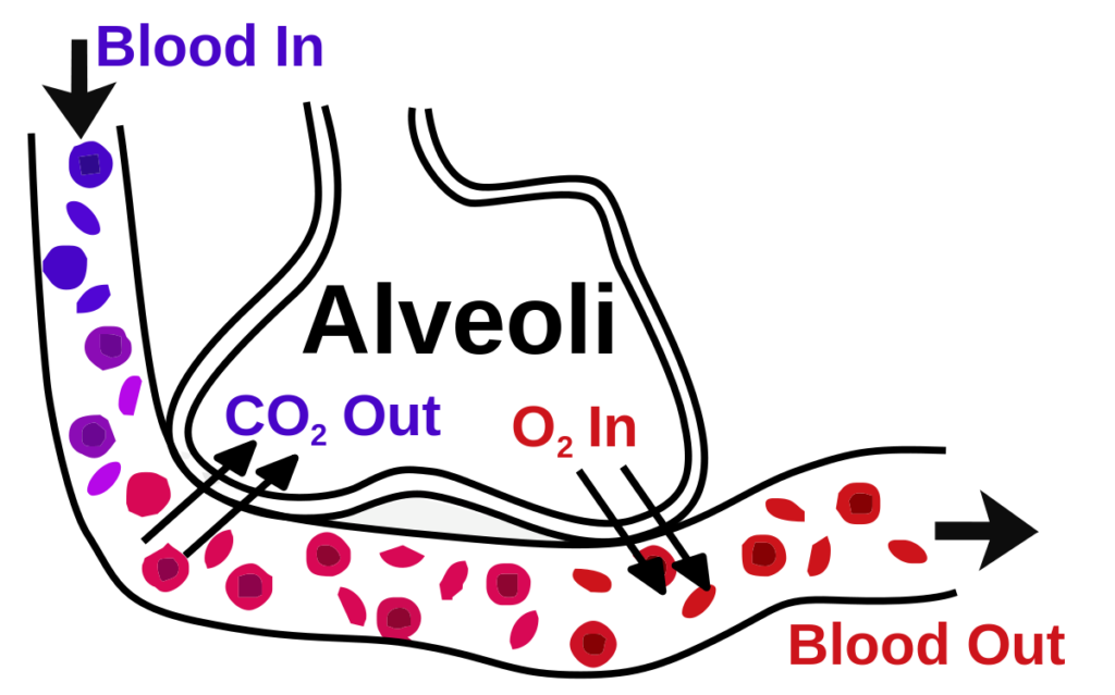 CO2 AND 02