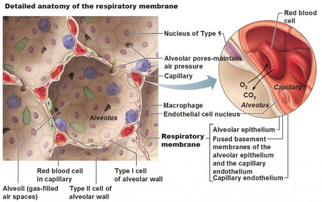 RESPIRATORY SYSTEM